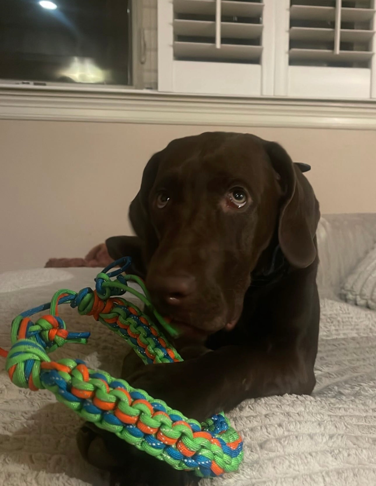 Giant Tug Toy