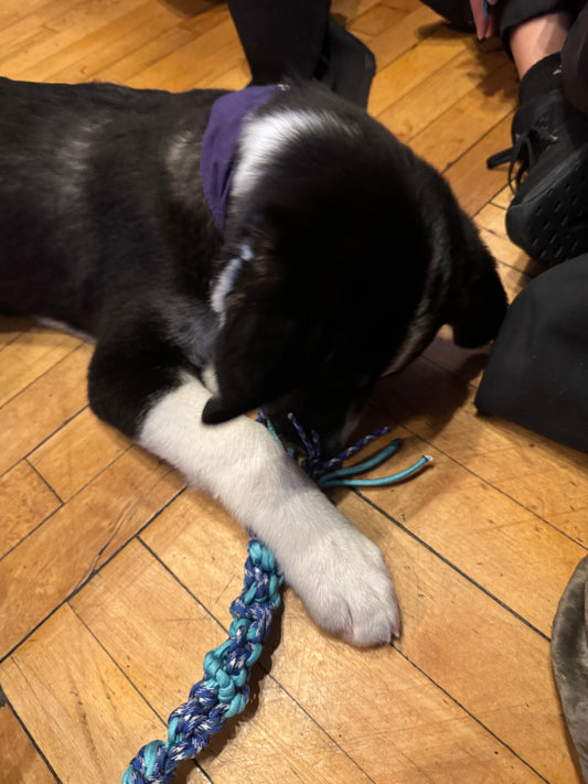Medium- sized dog toys